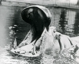 Une femelle hippopotame, 