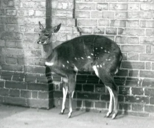 Une femelle imbabala ou bushbuck du Cap debout contre un mur au zoo de Londres, 6 octobre 1927