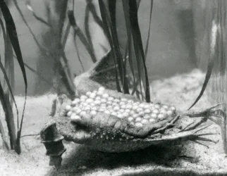 Une femelle crapaud de Surinam avec ses œufs incrustés dans la peau de son dos, Zoo de Londres