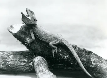 Un dragon barbu bâillant accroché à une bûche, zoo de Londres, août 1928