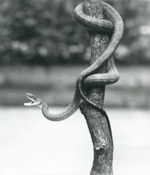 Un Serpent Ratier du Texas béant enroulé autour d