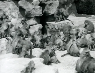 Un groupe de babouins sacrés assis sur des rochers dans leur enclos, Zoo de Londres, juillet 1925