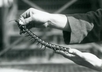 Un gardien tenant un mille-pattes géant dans ses mains, Zoo de Londres, 1927
