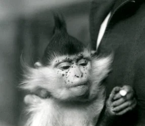Un gardien tient Freckles, un mangabey à crête noire ou du Congo, zoo de Londres, 1924