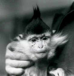 Un gardien tient Freckles, un mangabey à crête noire ou du Congo, zoo de Londres, 1924