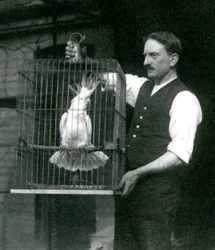 Un gardien tient un cacatoès à huppe jaune, Jade, dans sa cage au Zoo de Londres en octobre 1924