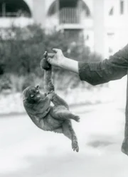 Un kinkajou suspendu au doigt d