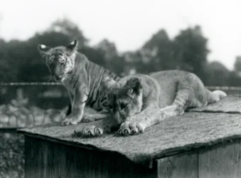 Un lionceau et un tigreau assis ensemble sur le toit de leur tanière, Zoo de Londres, septembre 1925 (photo n/b)