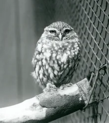 Une petite chouette perchée sur une branche à côté du grillage de son enclos, Zoo de Londres, novembre 1925