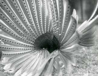Un faisan Argus mâle en parade nuptiale, Zoo de Londres, janvier 1926
