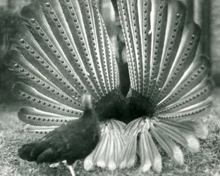 Un faisan Argus mâle en parade nuptiale, avec une femelle à côté de lui, Zoo de Londres, janvier 1926