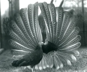 Un faisan Argus mâle en parade nuptiale, avec une femelle à côté de lui, Zoo de Londres, janvier 1926