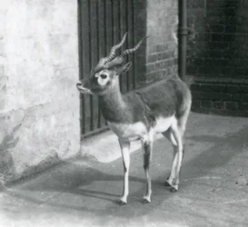 Un mâle blackbuck debout dans son enclos au Zoo de Londres en juin 1925