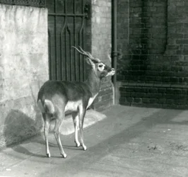 Un mâle blackbuck debout dans son enclos au Zoo de Londres en juin 1925