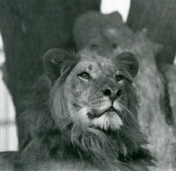 Un lion mâle au zoo de Londres en 1929