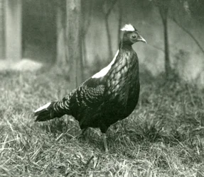 Un faisan de Swinhoe mâle au zoo de Londres, septembre 1923