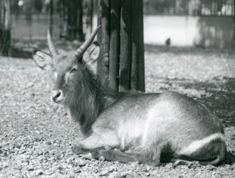 Un mâle cob à croissant, Kobus ellipsiprymnus, assis dans son enclos au Zoo de Londres, années 1920