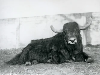 Un yak mâle couché dans son enclos au Zoo de Londres en 1928 (photo n/b)