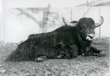 Un yak mâle allongé dans son enclos au Zoo de Londres en août 1928