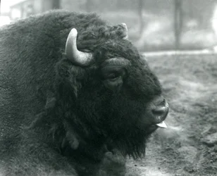 Un bison d