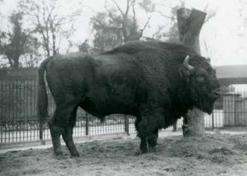 Un bison européen mâle debout sur l