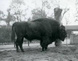 Un bison d