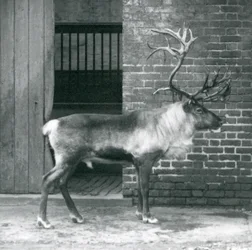 Un renne mâle mature debout dans son enclos au zoo de Londres en 1925