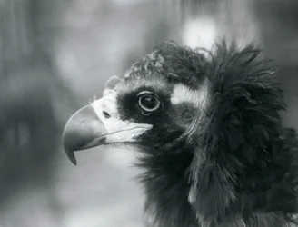 Un vautour moine menacé au zoo de Londres