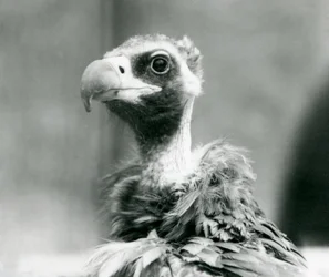 Un vautour moine menacé au zoo de Londres