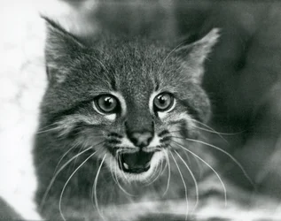 Un chat des pampas menacé au Zoo de Londres en 1929