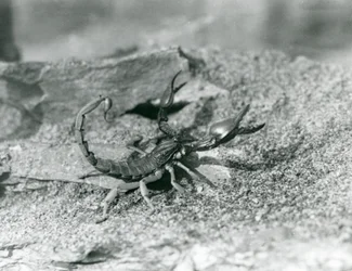 Un scorpion au zoo de Londres en 1929
