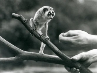 Un loris mince debout sur une branche tenue par un gardien, Zoo de Londres, août 1926