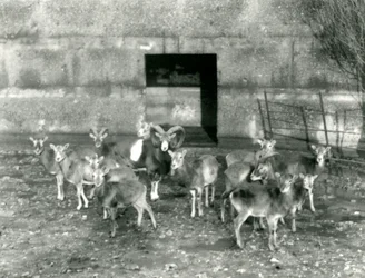 Un petit troupeau de Mouflons au Zoo de Londres en novembre 1926