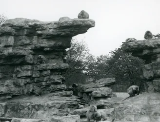 Une troupe de babouins sacrés parmi les rochers sur 