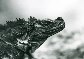 Un lézard à voile vulnérable au Zoo de Londres en 1928 (photo n/b)