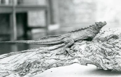 Un lézard à voile vulnérable reposant sur une bûche au Zoo de Londres en 1928 (photo n/b)
