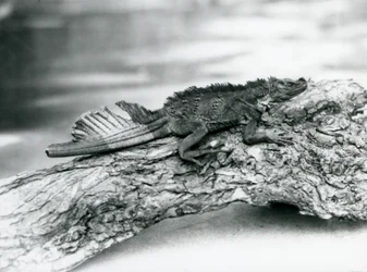 Un hydrosaure vulnérable, à la queue endommagée, se reposant sur un tronc au zoo de Londres en 1929