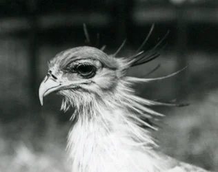 Un secrétaire vulnérable au zoo de Londres en 1928