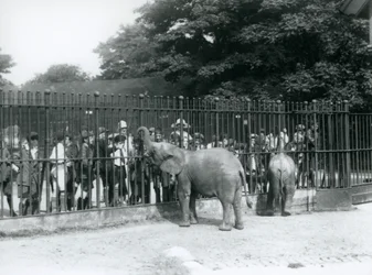 Un jeune éléphant africain et un éléphant pygmée africain interagissent avec un grand groupe d