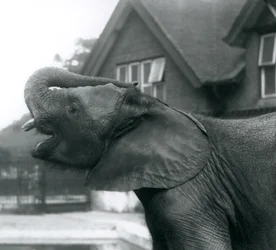 Un jeune éléphant africain avec sa trompe levée sur son front, Zoo de Londres, août 1925