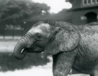 Un jeune éléphant africain avec le bout de sa trompe dans sa bouche, Zoo de Londres, août 1925