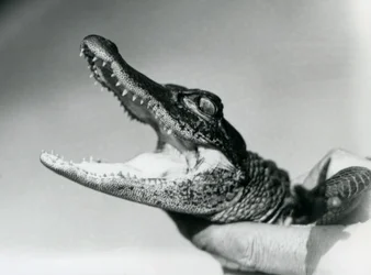 Un jeune alligator tenu par le cou par son gardien, zoo de Londres, août 1928