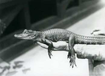 Un jeune alligator tenu dans la main de son gardien, Zoo de Londres