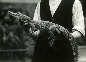 Un jeune Alligator américain tenu par son gardien, Zoo de Londres, 1924