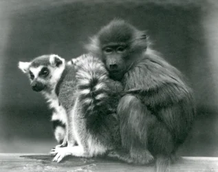 Un jeune babouin se blottit contre un maki catta sur une poutre, zoo de Londres, 1925