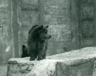 Un jeune ours brun au zoo de Londres, juin 1914