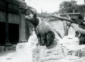 Un jeune ours brun assis sur un rocher au premier plan avec un autre marchant derrière, et un troisième dormant sur une branche, Zoo de Londres, août 1913