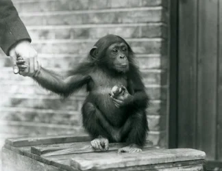 Un jeune Chimpanzé tenant la main d