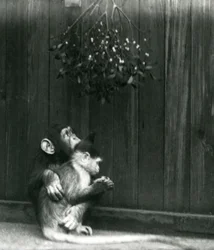 Un jeune chimpanzé met son bras autour d