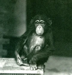 Un jeune chimpanzé assis sur une caisse en bois au zoo de Londres en 1924 (photo n/b)